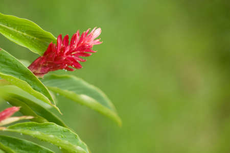Red ginger flowerの写真素材