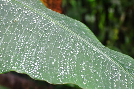 Dew drop on banana leaf in deep forest