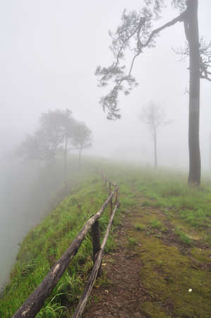 Cliff in pine forest cover with mistの写真素材