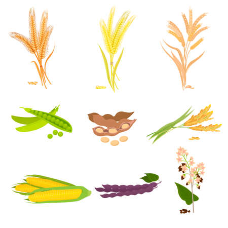 Agriculture farm with fresh healthy tasty organic bread food. Vector illustrationのイラスト素材