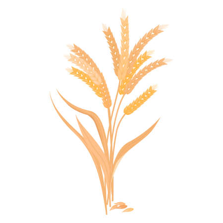 Ripe golden wheat grains of which produce bread.のイラスト素材