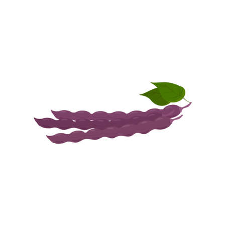 Young fresh beans isolated on a white background. Bean culture.のイラスト素材