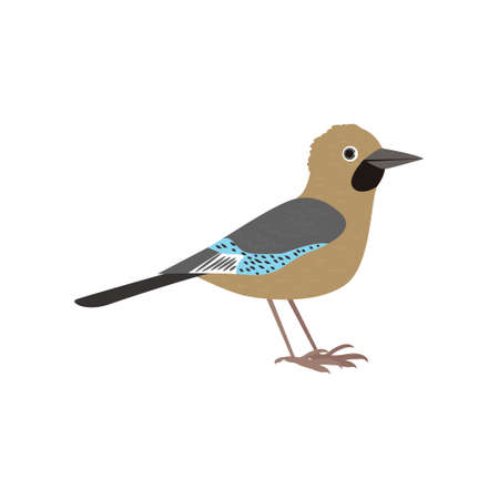 Beautiful multi-colored bird isolated on white background. Vector illustration isolated on white background.のイラスト素材