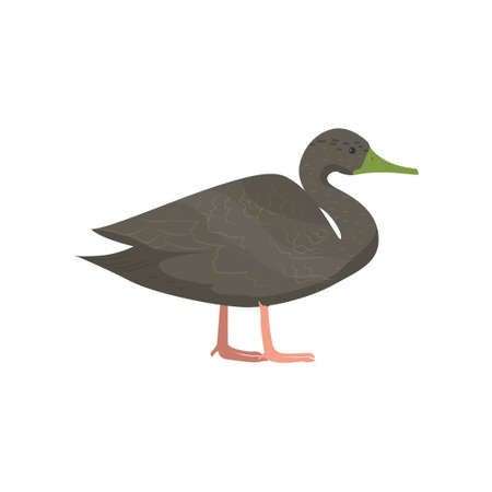 Beautiful multi-colored bird isolated on white background. Vector illustration isolated on white background.のイラスト素材