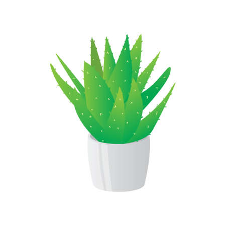 Homemade cute home plant in a beautiful colorful pot. Vector illustration isolated on white background.のイラスト素材