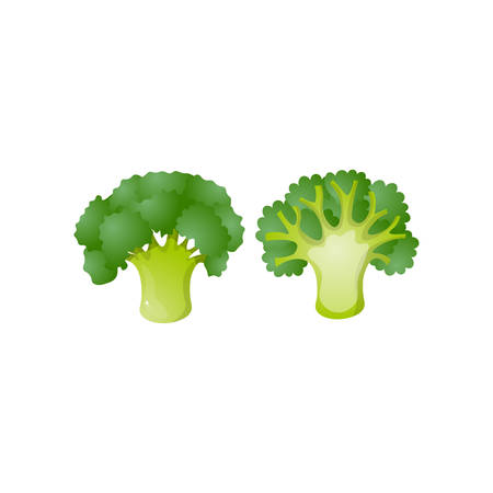 Colorful broccoli isolated on white background. Raw cauliflower cabbage. Ripe green vegetable with nutrition and vitamins, juicy fresh cooking ingredient. Autumn harvest, agricultural concept.のイラスト素材