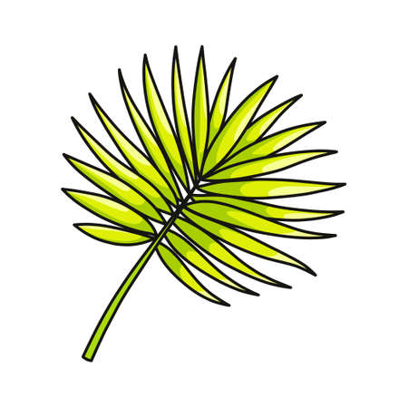 Green succulent palm leaf from tropical collection isolated on white backgroundのイラスト素材