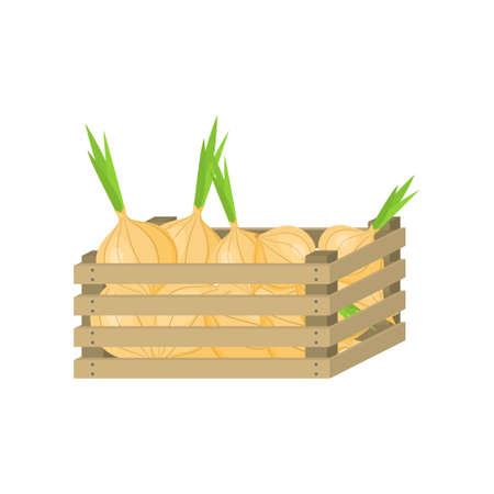 Full wooden box of vegan, fresh, from garden onion for sale. Cartoon style. Vector illustration on white backgroundのイラスト素材