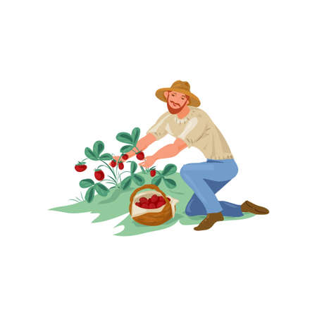 Cute farmer man is collect eco strawberry in basketのイラスト素材