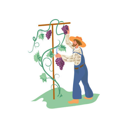 Cute, happy farmer man is collecting grapes in gardenのイラスト素材