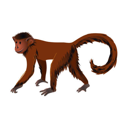 Squirrel monkey jungle animal mammal go to eating tropical banana. Cartoon style. Vector illustration on white backgroundのイラスト素材