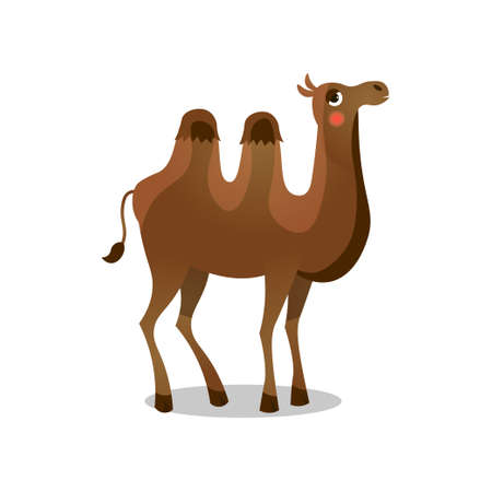 Bactrian camel. Raster illustration in flat cartoon style on white background.のイラスト素材