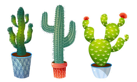 Collection set of three decorative cactuses in pots with spines and blooming flowers. Exotic home plant concept. Colorful vector flat isolated icons set on white background.のイラスト素材