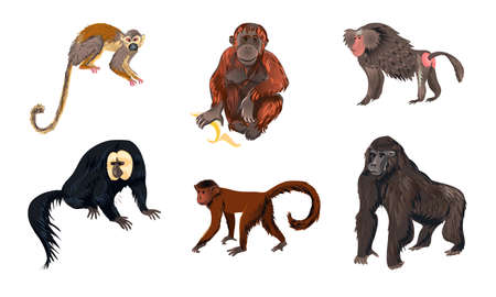 Set of isolated hand drawn cute funny monkey animals of different types over white background vector...