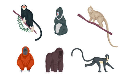 Collection set of cute cartoon jungle monkeys, gibbon, mandrill, lemur, orangutan, capuchin, gorilla. Isolated icons set illustration on a white background in cartoon style.のイラスト素材