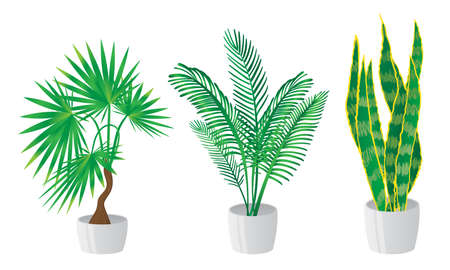 Collection set of various decorative houseplants in pots. Exotic home plant concept. Isolated icons set illustration on a white background in cartoon style.のイラスト素材