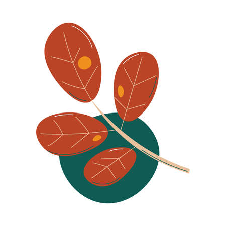 Traditional symbol of autumn fallen brown oak leaf vector illustrationのイラスト素材
