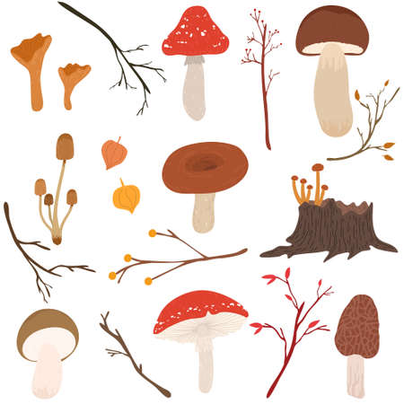 Set of different kinds of mushrooms growing in autumn seasonのイラスト素材