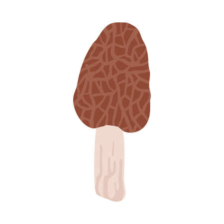 Inedible brown toadstool mushroom picked in autumn seasonのイラスト素材