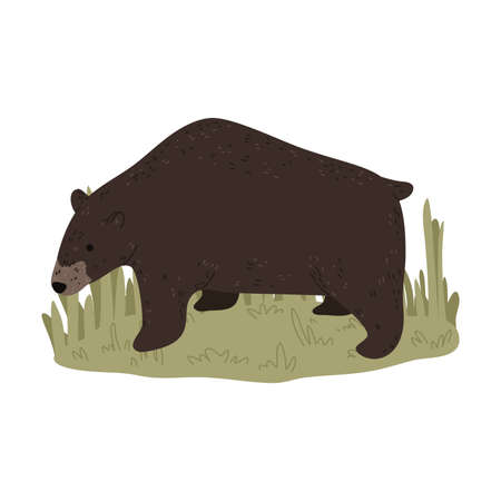 Big brown bear looking at hunter during hunting on natureのイラスト素材