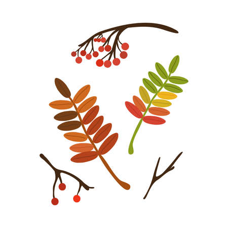Colorful rowan fallen autumn seasonal leaf from tree vector illustrationのイラスト素材