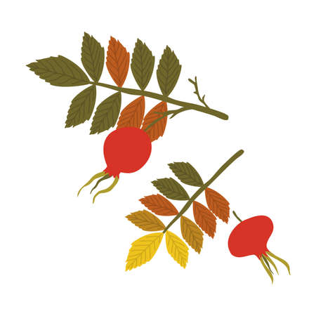 Colorful branches and fallen autumn seasonal leaf from rose hipのイラスト素材