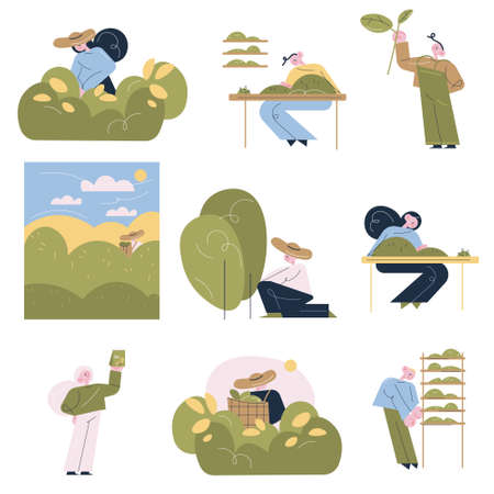 People workers picking tea leaves and making tea for sale at tea production manufactureのイラスト素材