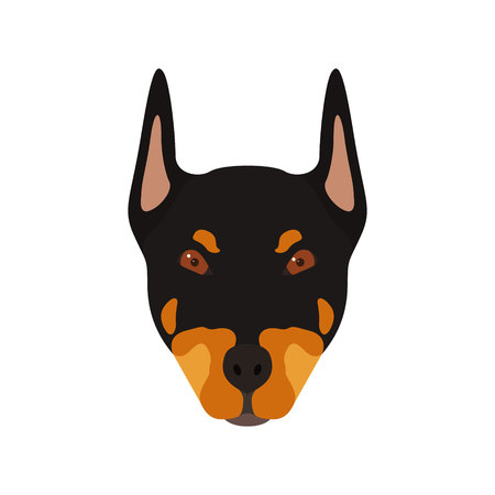 Doberman dog head. Portrait of dog. Vector illustration. のイラスト素材