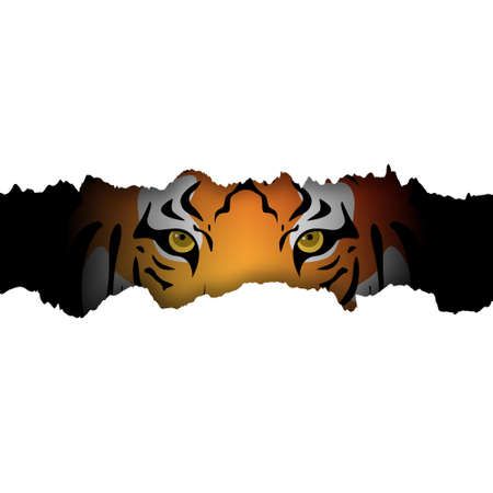 Tiger looks through hole in torn white paper. Symbol of 2022 year. Tiger eyes. Greeting card with wild animal. Stock vector illustration.のイラスト素材