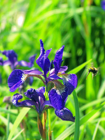 Bee buzzing around Flower