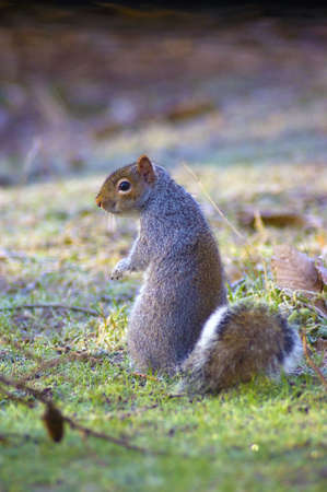 Squirrel in the early morning frostの写真素材