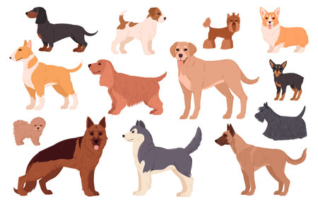 Cartoon dog breeds. Labrador, husky, samoyed, corgi and dachshund puppy pedigree, cute happy domestic pets flat vector illustration set. Purebred dog charactersのイラスト素材