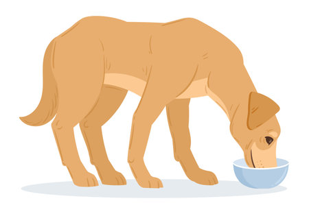 Cartoon eating labrador retriever. Cute labrador companion dog eating dog food, purebred domestic pet flat vector illustrationのイラスト素材