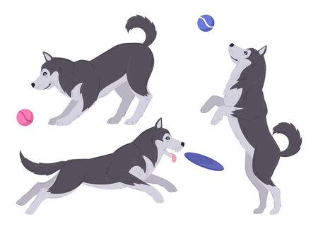 cartoon playing husky. Active domestic husky puppy playing with ball and frisbee, happy energetic huskies flat vector illustration setのイラスト素材