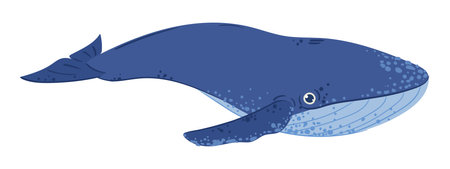 swimming whale. Cartoon ocean cute whale creature, underwater marine mammal animal flat vector illustration on white backgroundのイラスト素材
