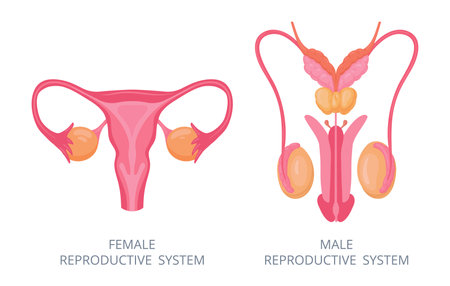 Human reproductive system. Male and female internal genitals, human body anatomy flat vector illustration. Biology education scheme with reproductive organsのイラスト素材
