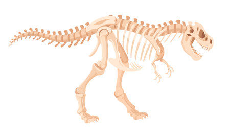 Dino skeleton. Cartoon archaeological dinosaur fossil bones. Jurassic tyrannosaurus raptor flat vector illustration. Ancient fossil skeletonのイラスト素材