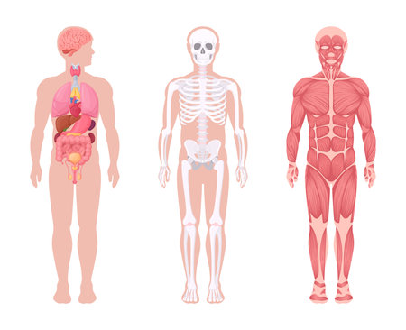 Human body systems. Cartoon internal organs, muscular and skeletal system. Human anatomy scheme flat vector illustration set. Medical anatomy infographicのイラスト素材