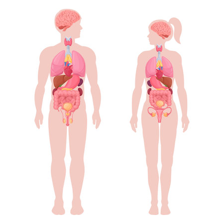 Human body infographic. Cartoon man and woman anatomy internal organs, lungs, brain and heart location in body flat vector illustration setのイラスト素材