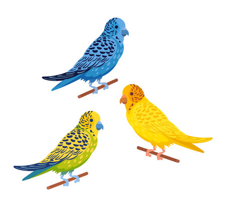 Cartoon budgies. Decorative domestic budgies, cute colorful budgie birds flat vector illustration set. Domestic birds on white backgroundのイラスト素材