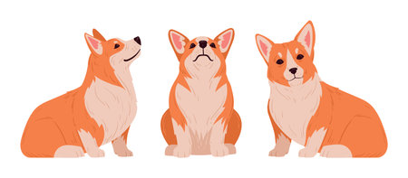 Sitting corgi. Cute purebred corgi pets in sitting pose, domestic puppies flat vector illustration set. Cartoon happy corgi dogsのイラスト素材