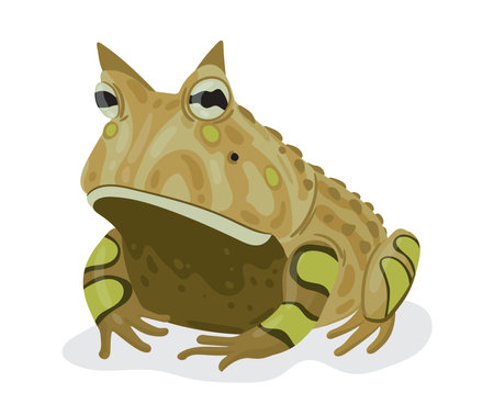 Horned frog. Tropical rainforest amphibian, predatory animal flat vector illustration. Cartoon horned frog isolated on white backgroundのイラスト素材