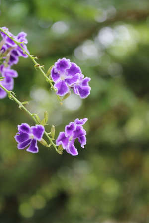Purple flower