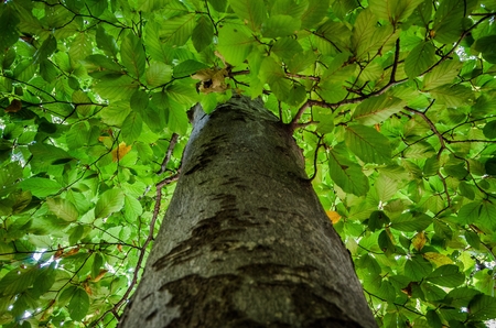A background full of green leaves with the tree trunk blurred in the foreground