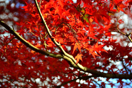 Red leaves of japanese maple in autumnの写真素材