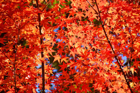 Maple leaves in autumnの写真素材