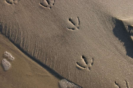 imprints left in beach sand from a bird walkingの写真素材
