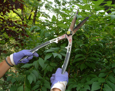a gardener pruning a forsythia bushの写真素材