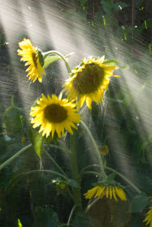 a sunflower being showered with water Helianthus annus Compositaeの写真素材