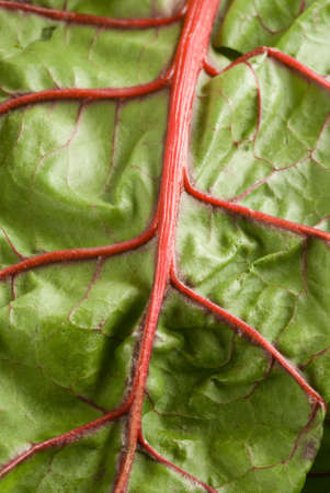 a closeup of swiss chard (Beta vulgaris)の写真素材